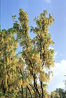 Flora-Baum-Goldregen-20020515-02.jpg