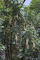 Flora-Baum-Goldregen-20070626-208a.jpg