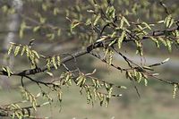 Flora-Baum-Hainbuche-20100402-081.jpg