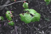 Flora-Baum-Haselnuss-20020420-10.jpg
