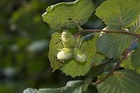 Flora-Baum-Haselnuss-20060814-23.jpg