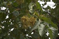 Flora-Baum-Haselnuss-20070901-108.jpg