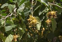 Flora-Baum-Haselnuss-20070901-109.jpg