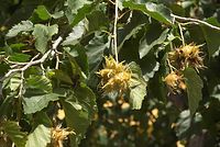 Flora-Baum-Haselnuss-20070901-110.jpg