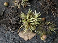 Flora-Baum-Haselnuss-20100918-14.jpg