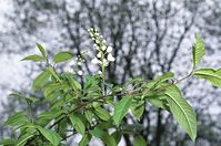 Flora-Baum-KTb-20020420-10.jpg