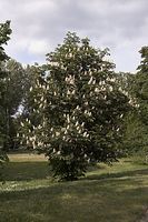 Flora-Baum-Kastanie-20060514-10.jpg