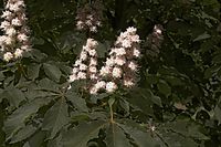 Flora-Baum-Kastanie-20060514-13.jpg