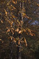 Flora-Baum-Kastanie-20061017-17.jpg