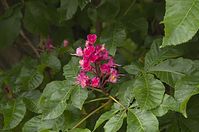 Flora-Baum-Kastanie-20130608-022.jpg
