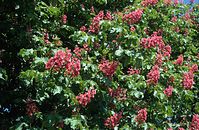 Flora-Baum-Kastanien-1998-12.jpg