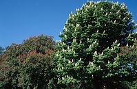 Flora-Baum-Kastanien-1998-13.jpg