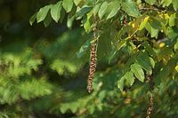 Flora-Baum-Kaukasische_Fluegelnuss-20101017-133.jpg
