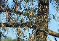 Flora-Baum-Kiefer-199905-24.jpg