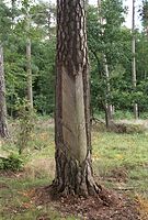 Flora-Baum-Kiefer-200110-201.jpg