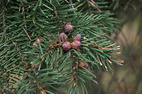 Flora-Baum-Kiefer-20090418-28.jpg
