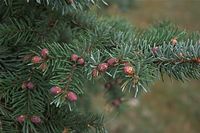 Flora-Baum-Kiefer-20090418-29.jpg