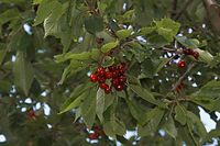 Flora-Baum-Kirsche-20060626-37.jpg