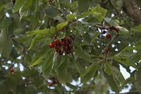 Flora-Baum-Kirsche-20060626-38.jpg