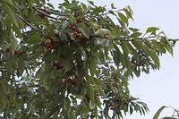 Flora-Baum-Kirsche-20060626-41.jpg