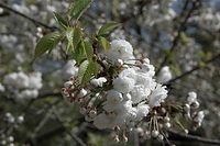 Flora-Baum-Kirsche-20090413-45.jpg