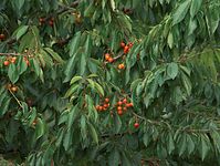 Flora-Baum-Kirsche-20090620-29.jpg