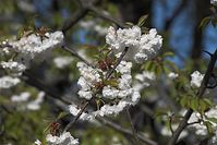 Flora-Baum-Kirsche-20100424-27.jpg