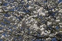 Flora-Baum-Kirsche-20100424-28.jpg