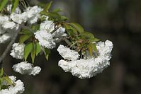 Flora-Baum-Kirsche-20100424-29.jpg