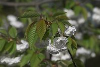 Flora-Baum-Kirsche-20100424-30.jpg