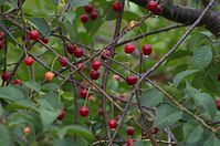 Flora-Baum-Kirsche-20110703-10.jpg