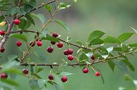 Flora-Baum-Kirsche-20110703-11.jpg