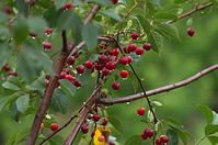 Flora-Baum-Kirsche-20110704-10.jpg