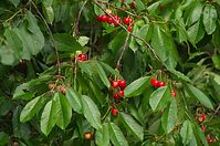 Flora-Baum-Kirsche-20110704-12.jpg