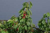 Flora-Baum-Kirsche-20110704-13.jpg