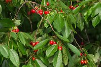 Flora-Baum-Kirsche-20110704-14.jpg