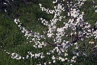 Flora-Baum-Kirschpflaume-20070325-108.jpg