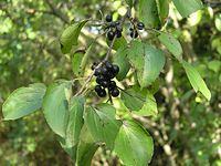 Flora-Baum-Kreuzdorn-20041009-50.jpg