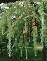 Flora-Baum-Laerche-20020706-05.jpg
