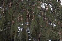 Flora-Baum-Laerche-20061015-01.jpg