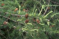 Flora-Baum-Laerche-20070626-102a.jpg