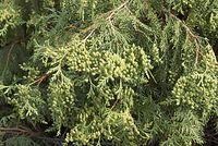 Flora-Baum-Lebensbaum-20070528-253.jpg