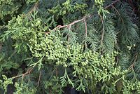 Flora-Baum-Lebensbaum-20070528-255.jpg