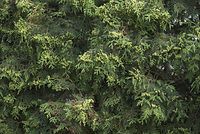 Flora-Baum-Lebensbaum-20070528-256.jpg