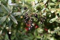 Flora-Baum-Liguster-200110-31.jpg