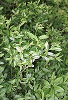Flora-Baum-Liguster-20020515-04.jpg