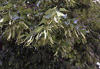 Flora-Baum-Linde-20020600-10.jpg
