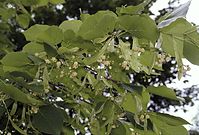 Flora-Baum-Linde-20020600-11.jpg