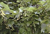 Flora-Baum-Linde-20020600-12.jpg