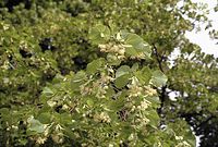 Flora-Baum-Linde-20020600-15.jpg